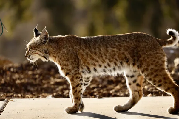 Passing California Bobcat thumbnail