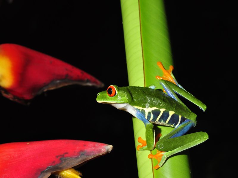 Red-eyed Tree Frog during the night in the Costa Rican jungle ...