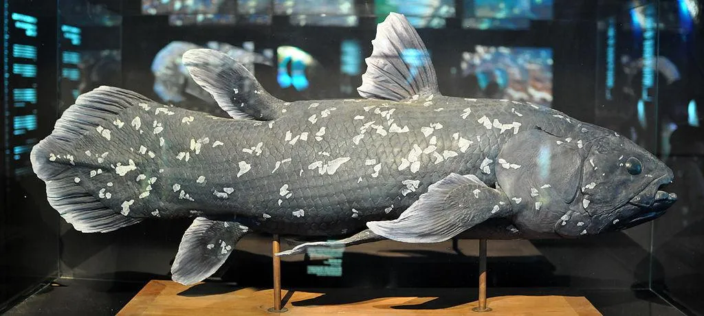 A replica of a West Indian Ocean Coelacanth. The fish is black with white spots and has a total of eight fins. 