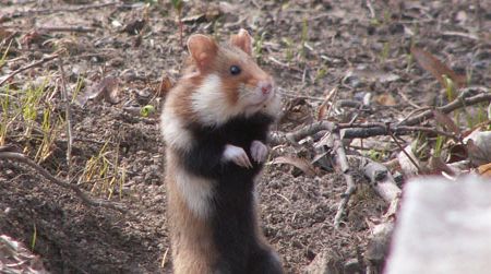 The European hamster is bigger than the petstore variety and has a black belly