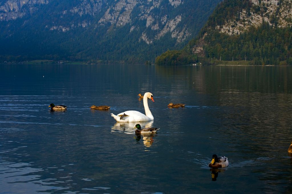 swan-hallstatt-steves.jpg