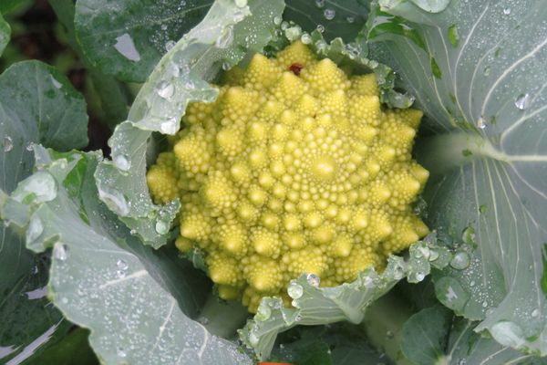 Spiral Romanesco broccoli thumbnail