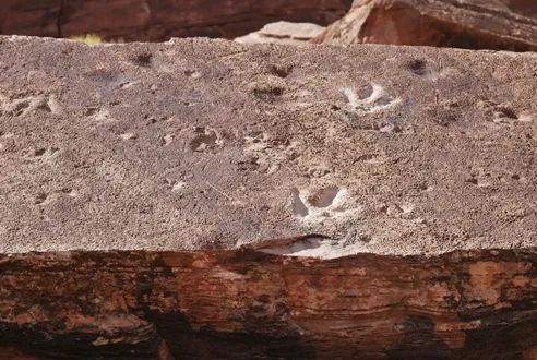 Tracks made by a medium-sized theropod on a slab of rock just outside of Moab, Utah.