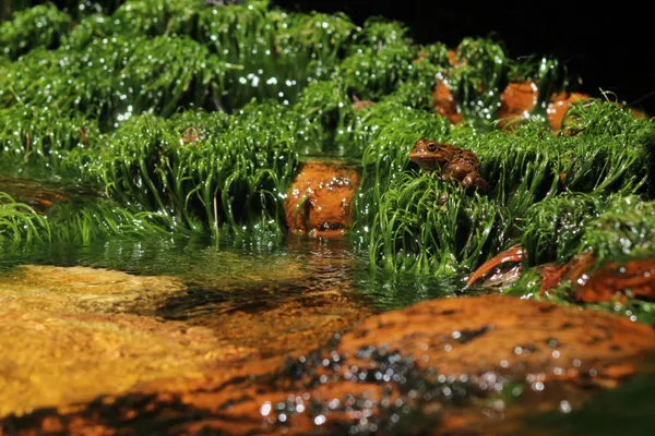 Water World thumbnail