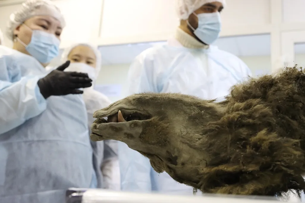 Upside-down mummified bear snout with researchers in lab coats and masks