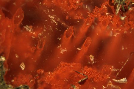 These tiny filament-like fossils could be the oldest evidence of life on Earth. 