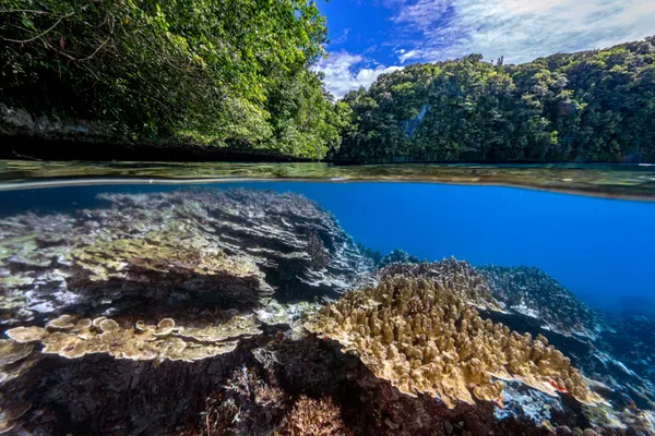 Jungle Serenity and Underwater Vitality thumbnail