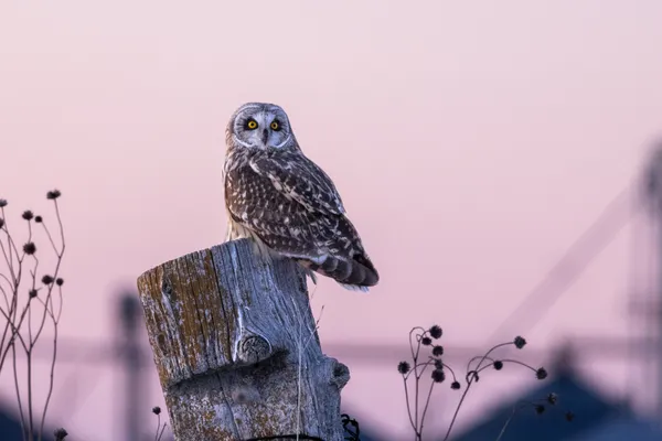 Short-eared Owl at Sunset thumbnail
