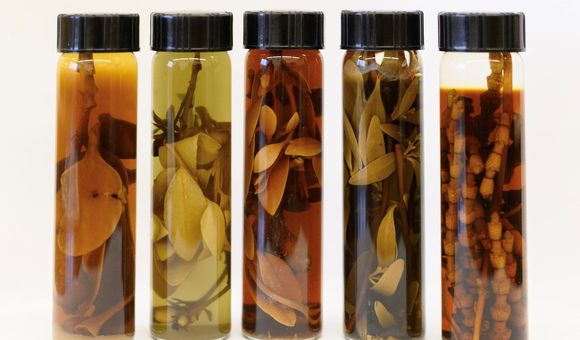 Five specimens of mistletoe fluid-preserved in clear jargs with black caps.