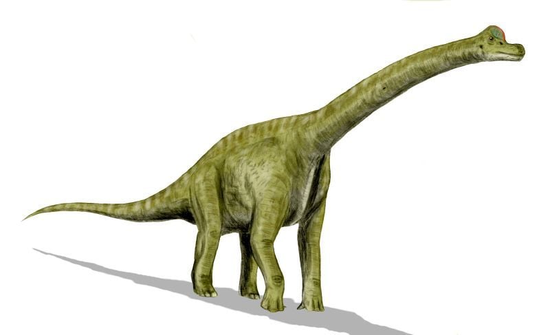 A green brachiosaurus is pictured