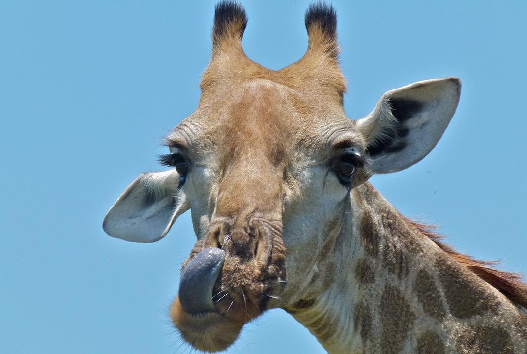 How a Tiny Worm is Irritating the Most Majestic of Giraffes | At the  Smithsonian| Smithsonian Magazine