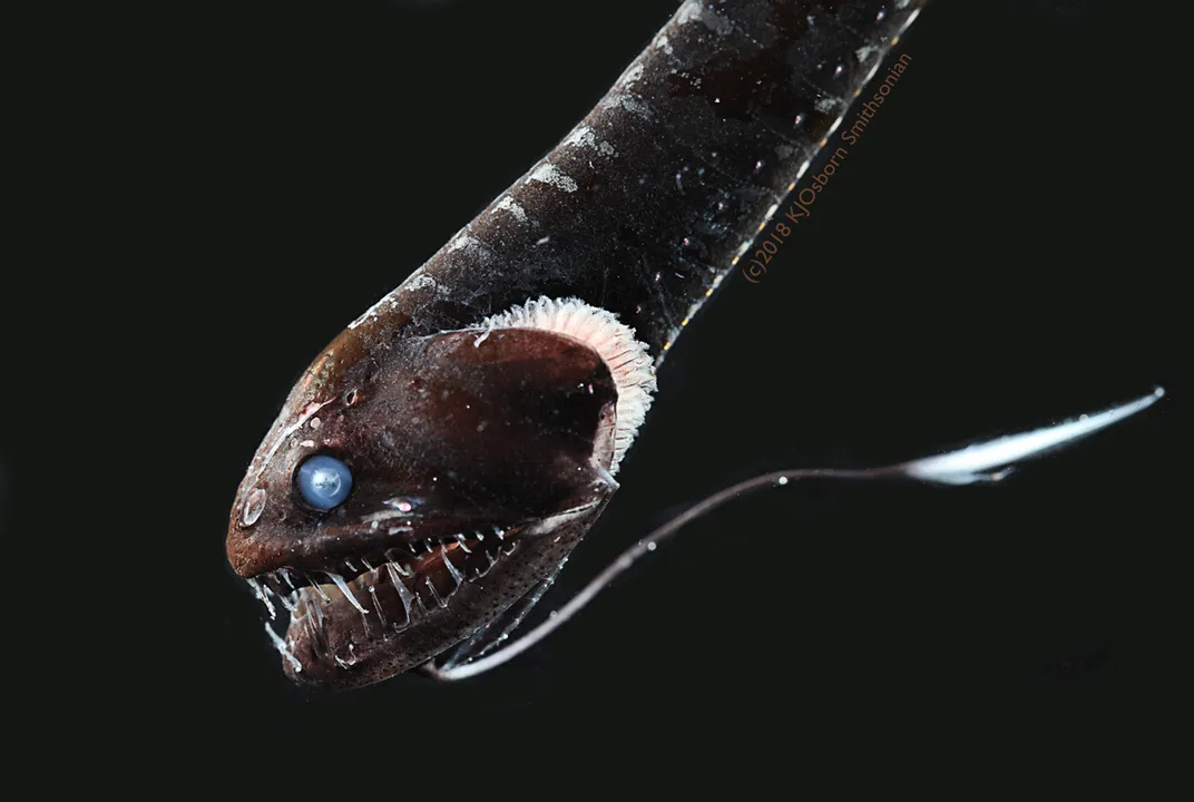 Elusive, Ultra-Black Fish Are Cloaked to Survive in the Deep Ocean | At the  Smithsonian| Smithsonian Magazine