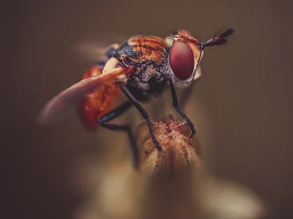 A fly thumbnail