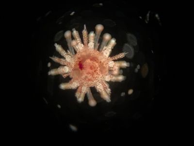 The first juvenile collector urchin (Tripneustes gratilla) raised from a cryopreserved embryo.