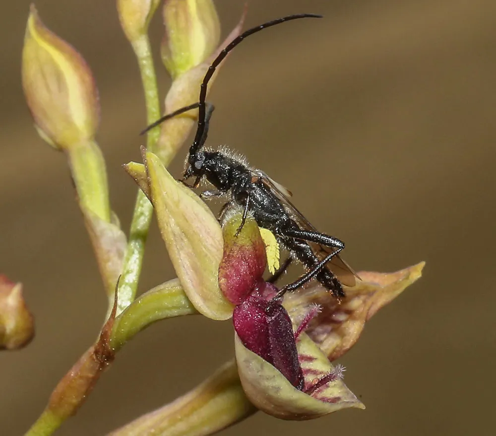 Orchid and Beetle