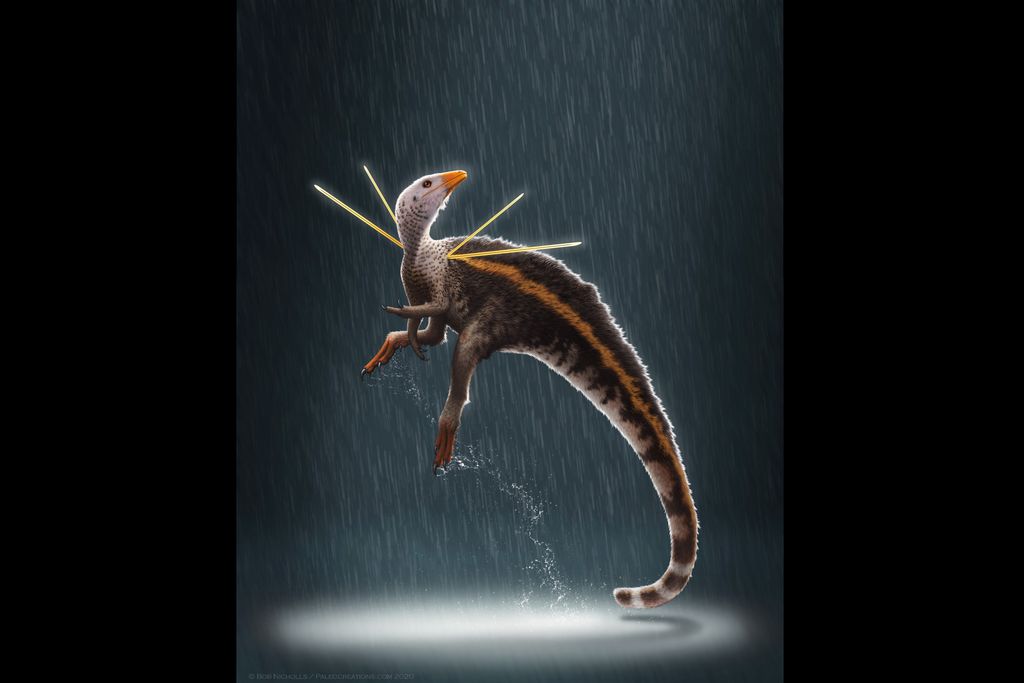 Ubirajara jubatus