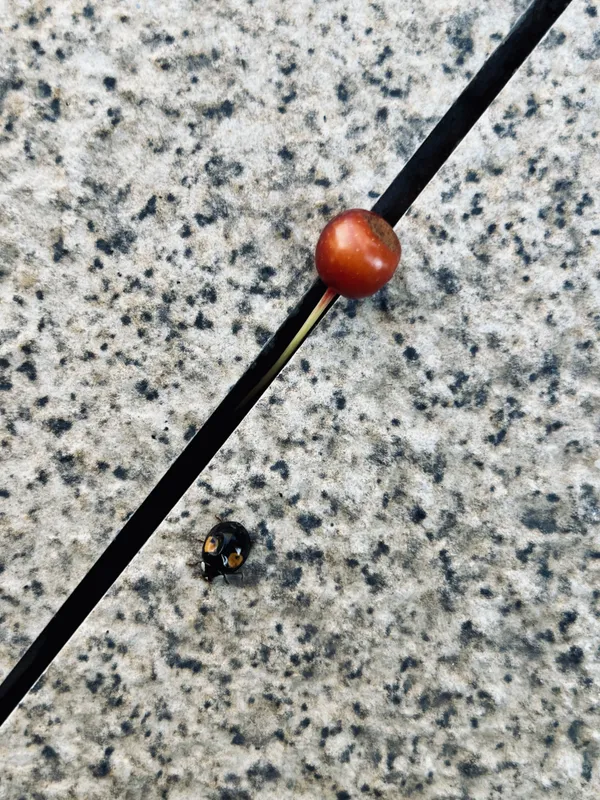 Ladybug on the ground thumbnail