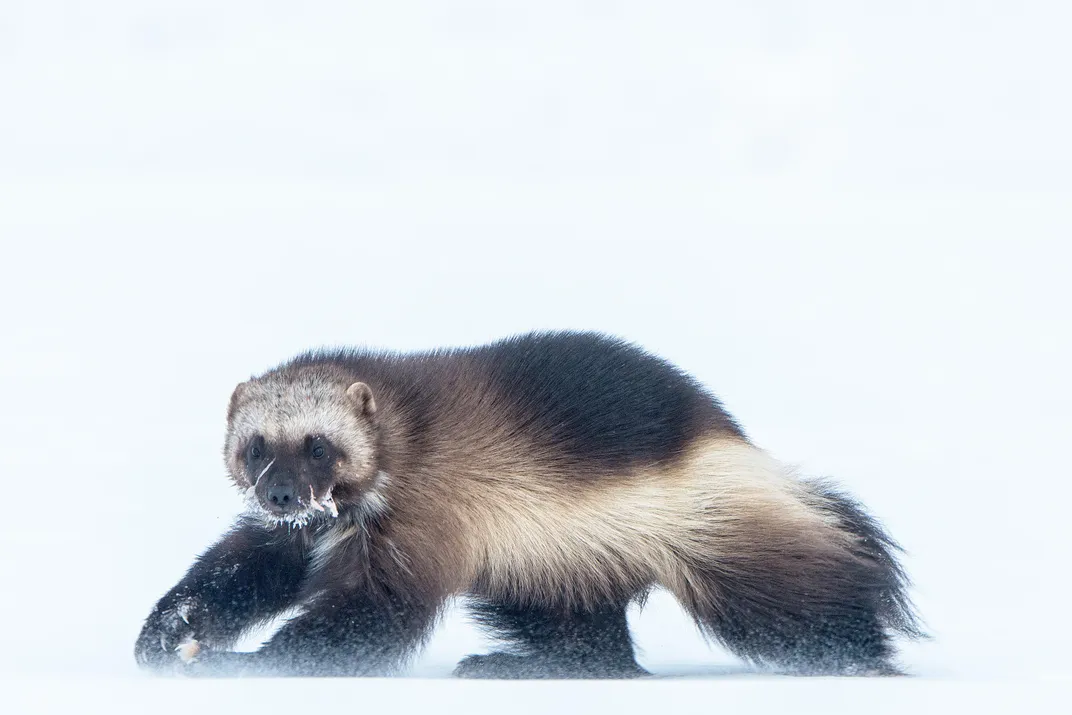 Wolverine walking across the Arctic tundra