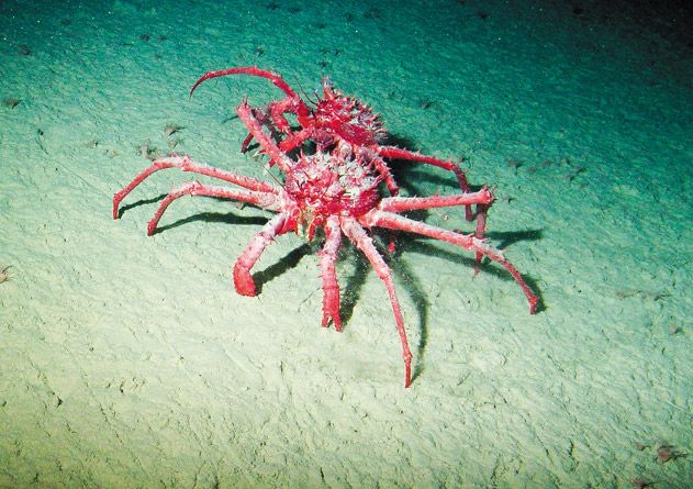 King crabs