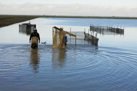 Workers with the Nigiri Project head out to test pens in the flooded rice fields near Sacramento.