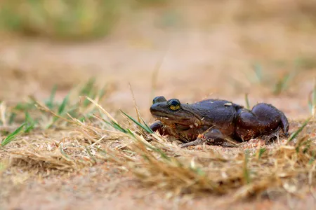 A Togo slippery frog rests in grass.