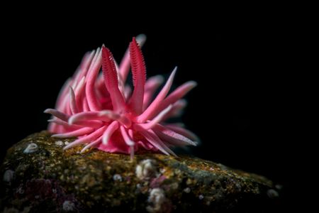The Hopkins’ rose nudibranch is a carnivorous sea slug that obtains its trademark color from eating pink moss animals.