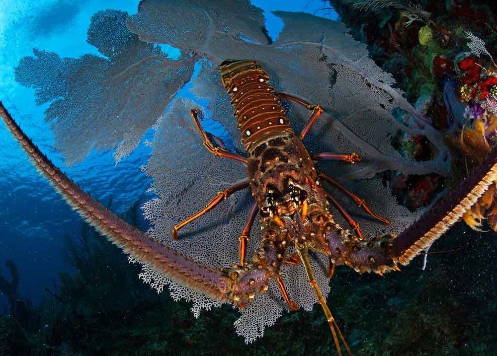 Caribbean spiny lobster