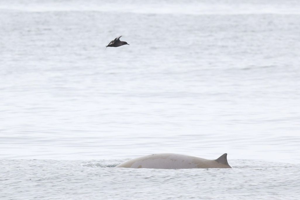 Bird flying overhead, back of whale surfacing above the water