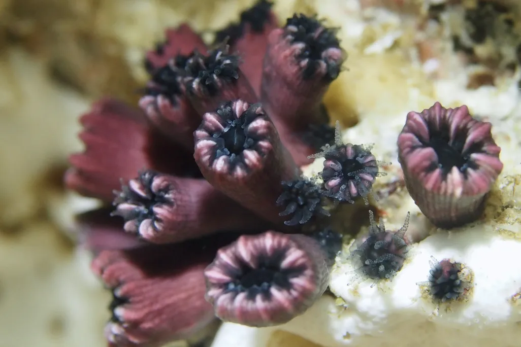 Reddish-black corals