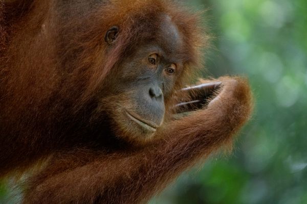 Observing the Sumatran Rainforest thumbnail