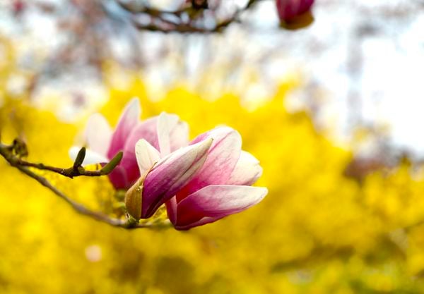 Close up image of magnolia flower thumbnail