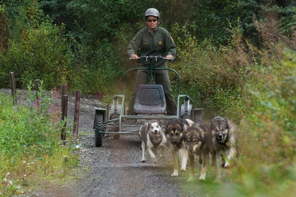 How Denali National Park's Sled Dogs Prepare for Winter