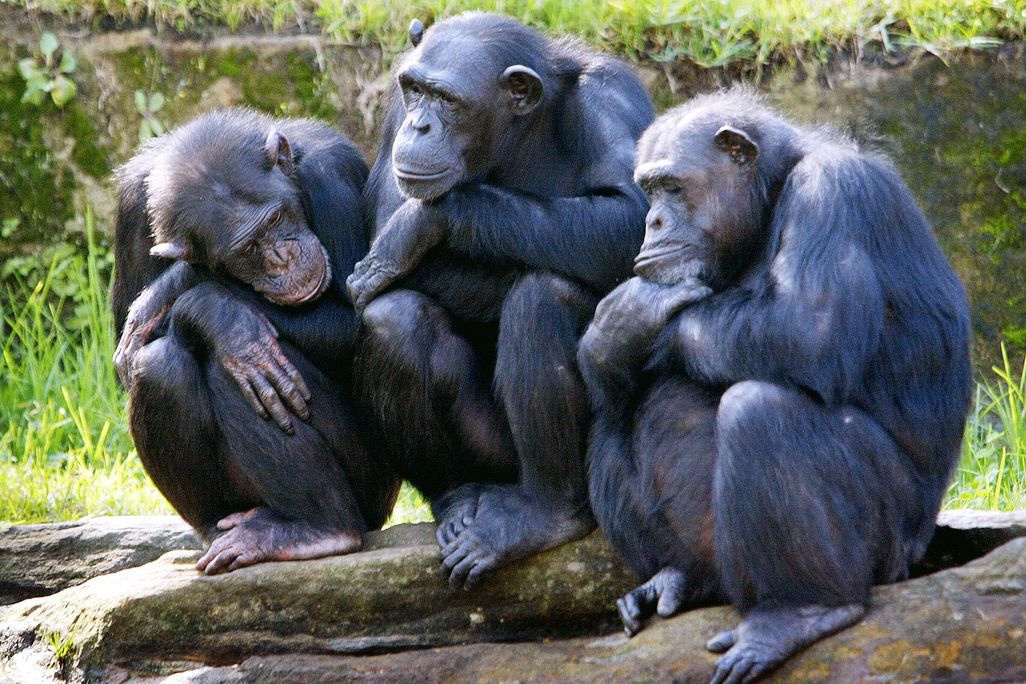 Three chimps sit on rocks together