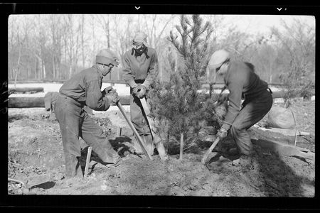 CCC workers plant trees at Mammoth Cave National Park in 1938. It's thought that "Roosevelt's Tree Army" planted 3 billion trees during the group's tenure. 