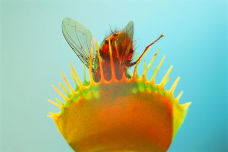 This Venus flytrap is just biding its time to ensure the meal is worth its energy.