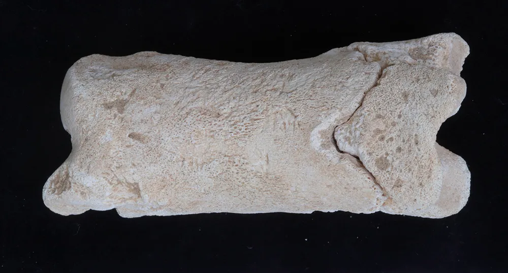 whistle made of cow bone copy.jpg