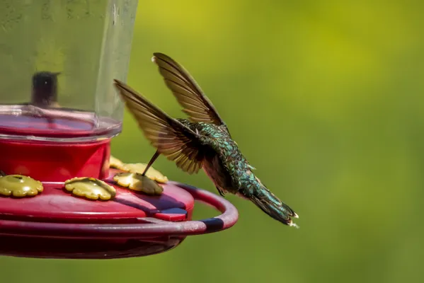 Feeding Frenzy thumbnail