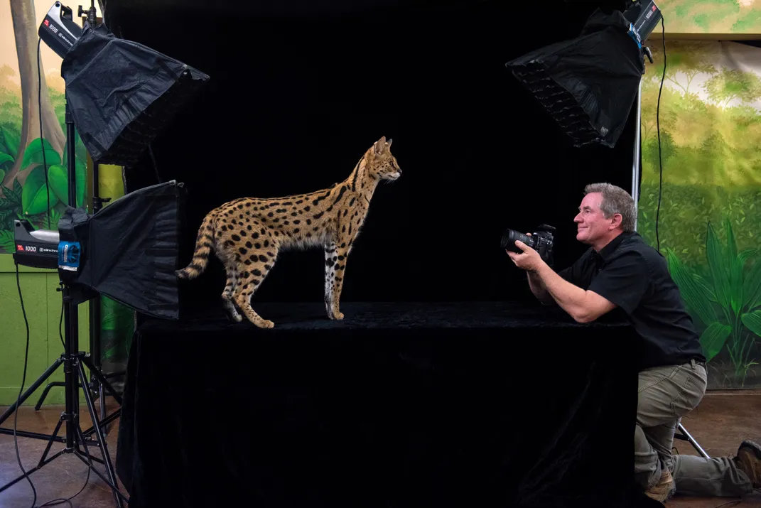 photographer holding a camera at the edge of a table where a serval is standing