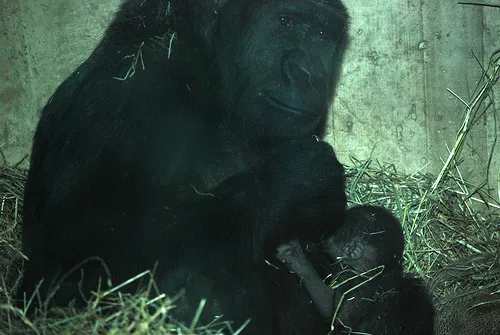 gorilla_national_zoo_baby_baraka_mandara.jpg