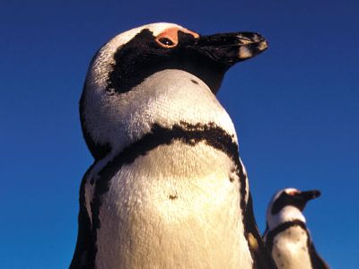 African penguins