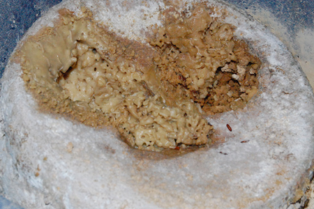 This enticing hunk of casu marzu cheese is rich with fly larvae, but sadly, illegal in the United States.