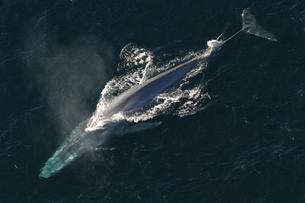 Anim1754_-_Flickr_-_NOAA_Photo_Library.jpg