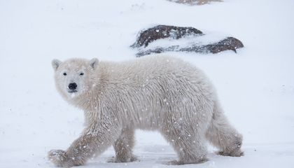 Five Revolutionary Technologies Helping Scientists Study Polar Bears
