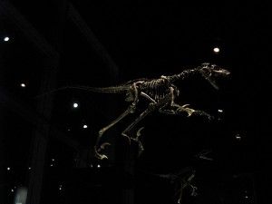 20110520083204saurornitholestes-skeleton-300x225.jpg