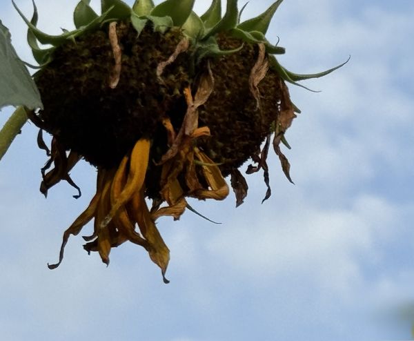 Sunflower & Sky thumbnail