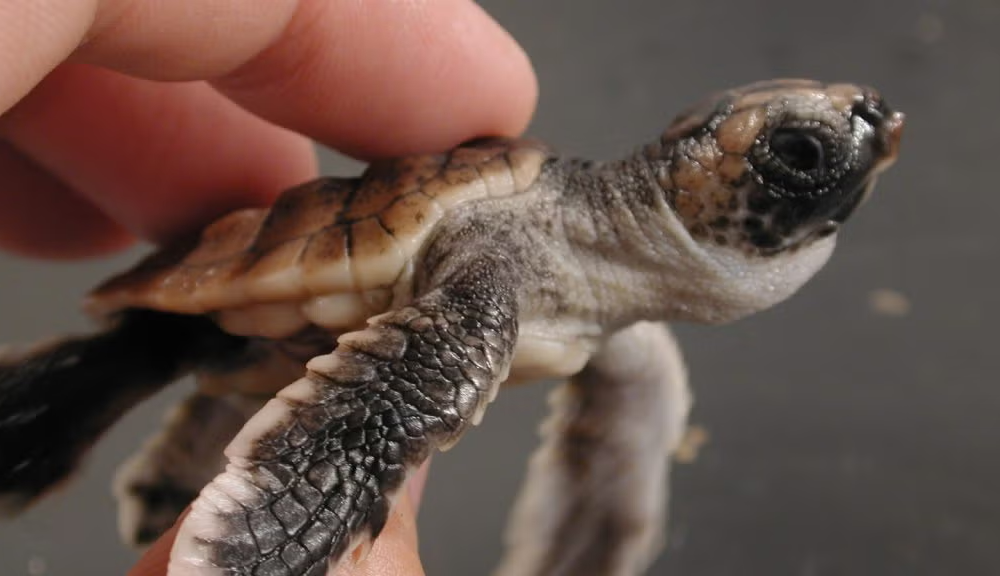 Close-up of a baby turtle in a human hand