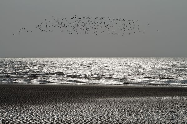 The flying Seagulls thumbnail