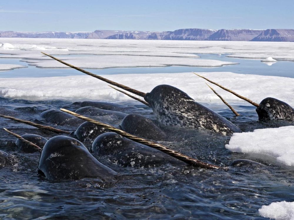 Narwhals