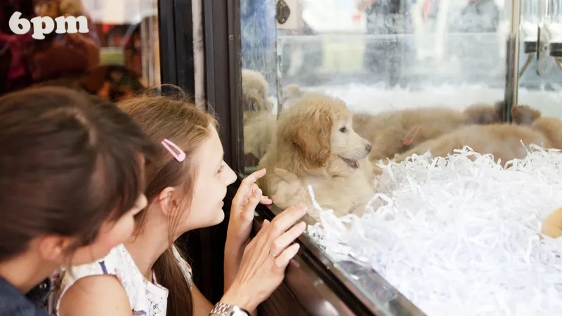 Shops that sell puppies outlet