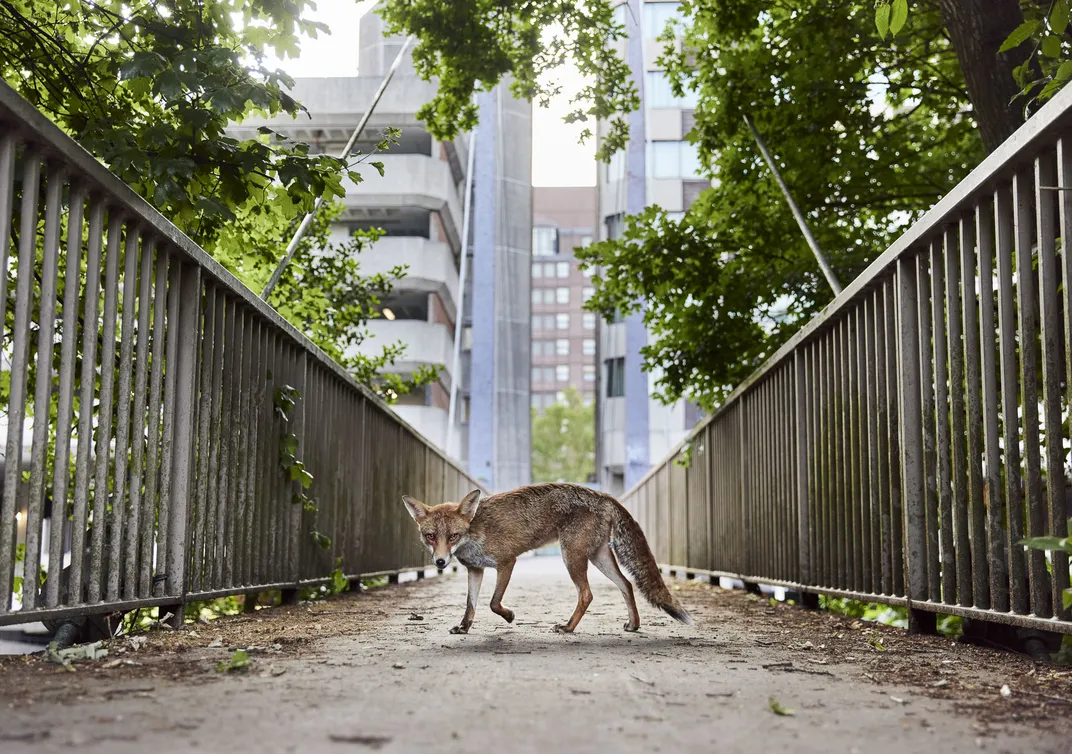 a fox walks on a bridge, facing sideways but looking at the camera, with tall buildings in the background. It's framed by the railings on either side of the path and tree branches in the foreground